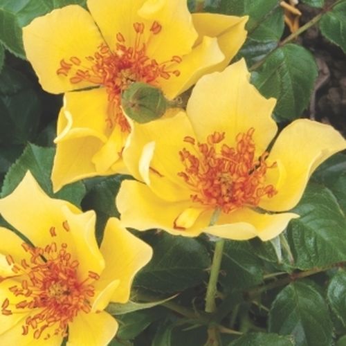Rosa Ducat™ - galben - Trandafir copac cu trunchi înalt - cu flori simpli - coroană tufiș